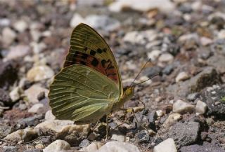 Bahad�r&nbsp;(Argynnis&nbsp;pandora)