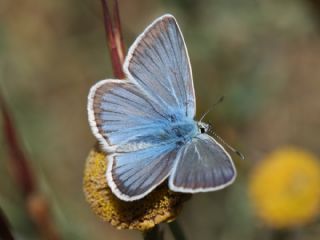 �okg�zl� Damon Mavisi&nbsp;(Polyommatus&nbsp;damon)