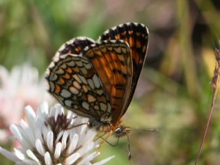 Amannisa&nbsp;(Melitaea&nbsp;athalia)