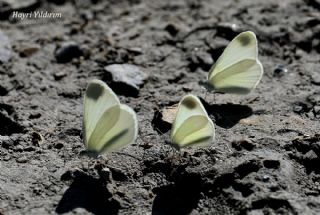Do�ulu Narin Orman Beyaz�&nbsp;(Leptidea&nbsp;duponcheli)