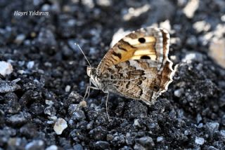 Step Cad�s�&nbsp;(Chazara&nbsp;anthe)