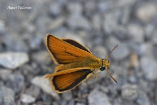 Yeni Z�pz�p&nbsp;(Thymelicus&nbsp;novus)