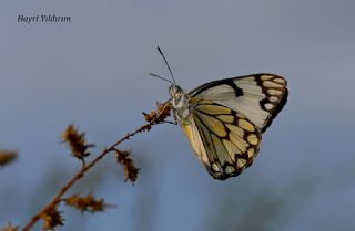 Beyaz �nc�&nbsp;(Belenois&nbsp;aurota)