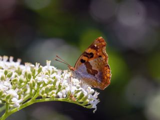 Anadolu �ehzadesi&nbsp;(Thaleropis&nbsp;ionia)