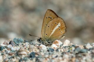 Erivan Anormal �okg�zl�s�&nbsp;(Polyommatus&nbsp;eriwanensis)