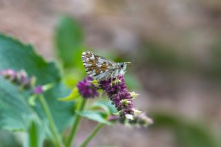 Ege Z�pz�p�&nbsp;(Pyrgus&nbsp;melotis)   �brahim Kavu�