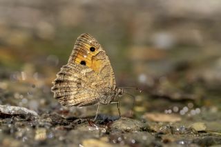 Turan Yalanc�cad�s�&nbsp;(Pseudochazara&nbsp;telephassa)   �brahim Kavu�