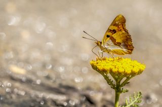 Anadolu �ehzadesi&nbsp;(Thaleropis&nbsp;ionia)   �brahim Kavu�