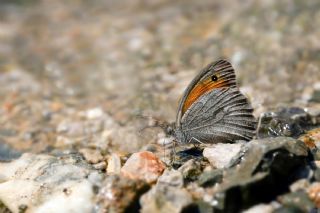 Esmerperi&nbsp;(Hyponephele&nbsp;lupina)   Hulusi Tezcan