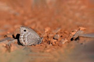 Ha�metli Pirireis&nbsp;(Satyrus&nbsp;ferulus)   Hulusi Tezcan