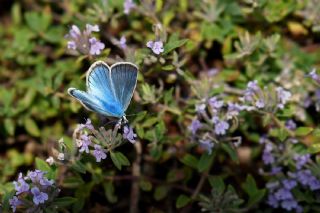 �okg�zl� �figenya&nbsp;(Polyommatus&nbsp;iphigenia)   Hulusi Tezcan