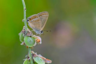 Lampides&nbsp;(Lampides&nbsp;boeticus)   Hulusi Tezcan
