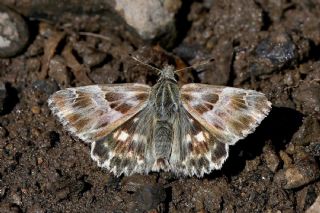 �ark Z�pz�p�&nbsp;(Carcharodus&nbsp;orientalis)   Hulusi Tezcan