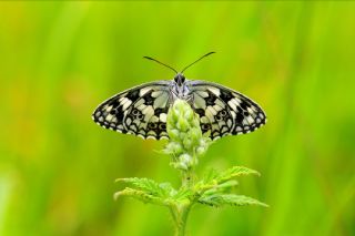 Orman Melikesi&nbsp;(Melanargia&nbsp;galathea)   Hulusi Tezcan