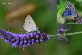 Karsandra&nbsp;(Zizeeria&nbsp;karsandra)   Hayri Y�ld�r�m