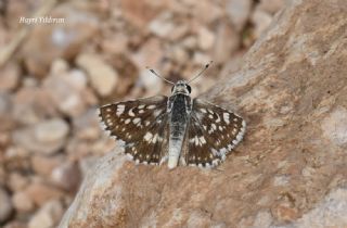 Mara� Z�pz�p�&nbsp;(Spialia&nbsp;osthelderi)   Hayri Y�ld�r�m