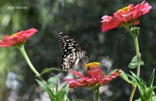 Nusaybin G�zeli&nbsp;(Papilio&nbsp;demoleus)   Hayri Y�ld�r�m